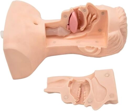 Nasal and Oral Advanced Suction Training Model, PVC, Used for Human Patient Education Teaching Tool in Kuwait
