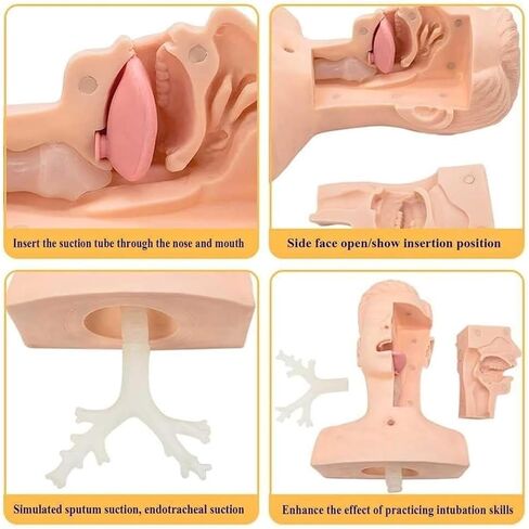 Nasal and Oral Advanced Suction Training Model, PVC, Used for Human Patient Education Teaching Tool in Kuwait