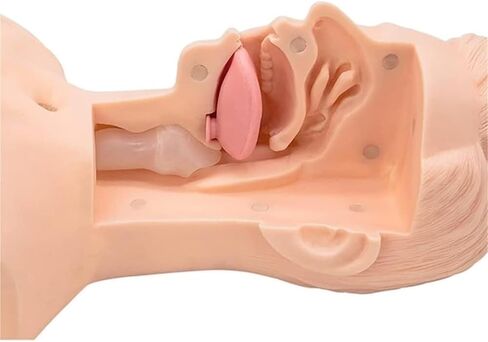 Nasal and Oral Advanced Suction Training Model, PVC, Used for Human Patient Education Teaching Tool in Kuwait