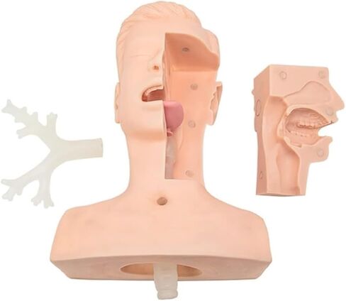Nasal and Oral Advanced Suction Training Model, PVC, Used for Human Patient Education Teaching Tool in Kuwait