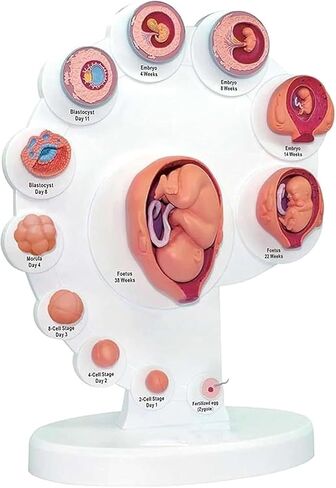 Organ Growth Model Human Anatomy Science, Cycle, 4DModel, Process in Kuwait