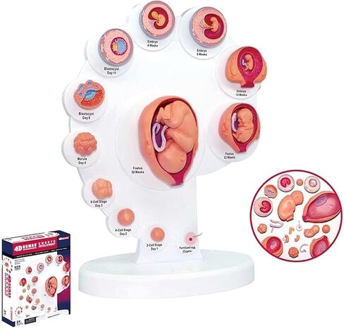 Organ Growth Model Human Anatomy Science, Cycle, 4DModel, Process in Kuwait