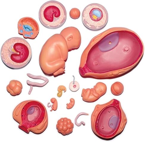 Organ Growth Model Human Anatomy Science, Cycle, 4DModel, Process in Kuwait