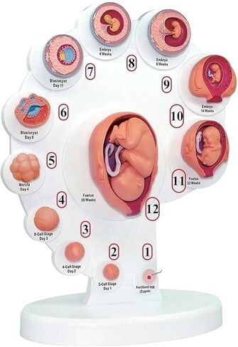 Organ Growth Model Human Anatomy Science, Cycle, 4DModel, Process in Kuwait