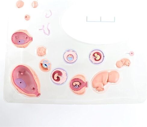 Organ Growth Model Human Anatomy Science, Cycle, 4DModel, Process in Kuwait