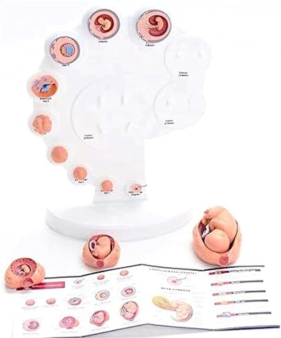 Organ Growth Model Human Anatomy Science, Cycle, 4DModel, Process in Kuwait