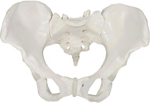 Male Pelvic Bone Model, Hip Joint, Used in Anatomy Medicine, Research in Kuwait