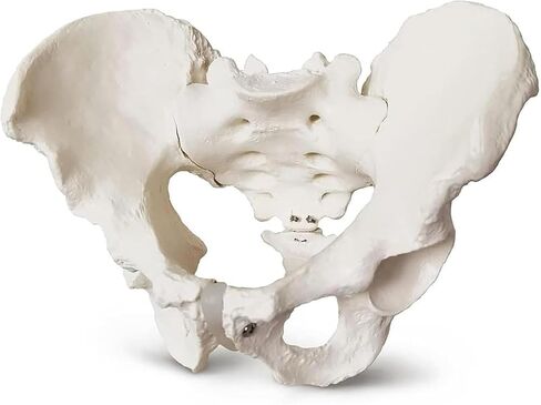 Male Pelvic Bone Model, Hip Joint, Used in Anatomy Medicine, Research in Kuwait