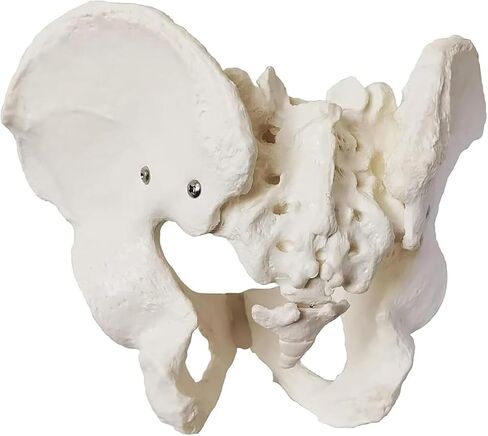Male Pelvic Bone Model, Hip Joint, Used in Anatomy Medicine, Research in Kuwait