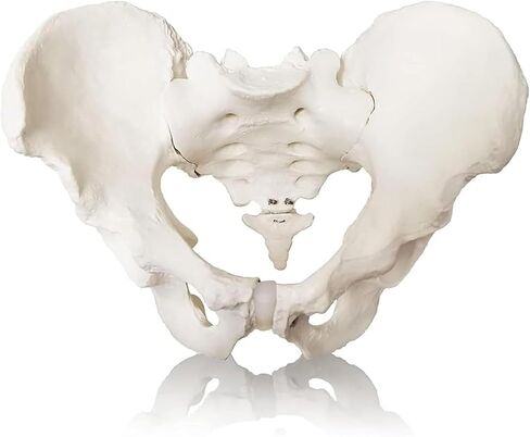 Male Pelvic Bone Model, Hip Joint, Used in Anatomy Medicine, Research in Kuwait