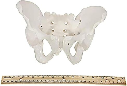 Male Pelvic Bone Model, Hip Joint, Used in Anatomy Medicine, Research in Kuwait