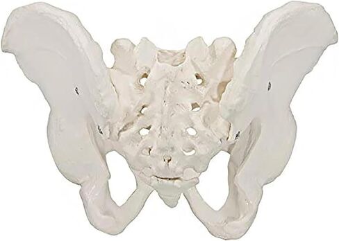 Male Pelvic Bone Model, Hip Joint, Used in Anatomy Medicine, Research in Kuwait
