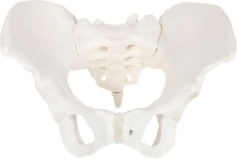 Male Pelvic Bone Model, Hip Joint, Used in Anatomy Medicine, Research in Kuwait