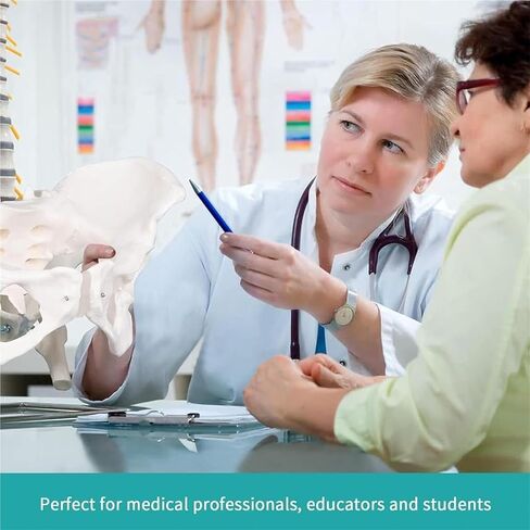 Male Pelvic Bone Model, Hip Joint, Used in Anatomy Medicine, Research in Kuwait