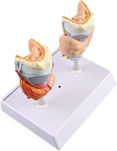 Anatomy Models, Thyroid Pathology, Medical Education Teaching Aids in Kuwait
