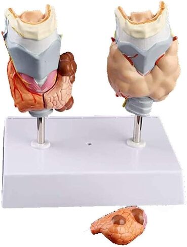 Anatomy Models, Thyroid Pathology, Medical Education Teaching Aids in Kuwait