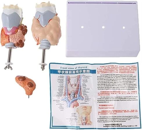 Anatomy Models, Thyroid Pathology, Medical Education Teaching Aids in Kuwait
