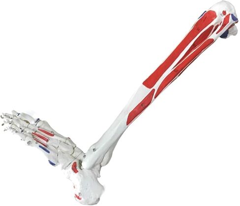 Human Leg Skeleton Model, Life-Size Lower Limb, Simulated Foot, PVC Material in Kuwait