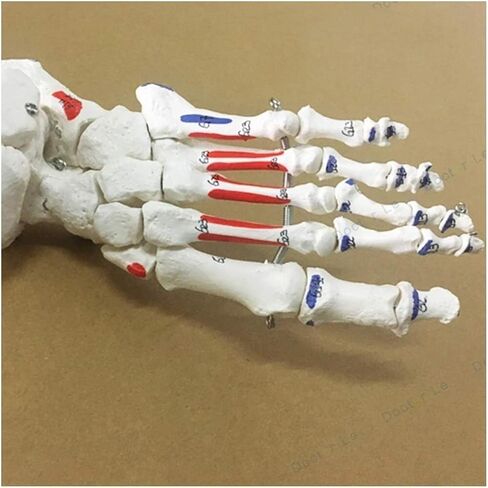 Human Leg Skeleton Model, Life-Size Lower Limb, Simulated Foot, PVC Material in Kuwait