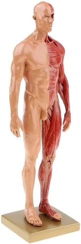 Human Muscles and Bones, Anatomy Model Skeleton - Female and Male Suitable for School Learning Courses(2) in Kuwait