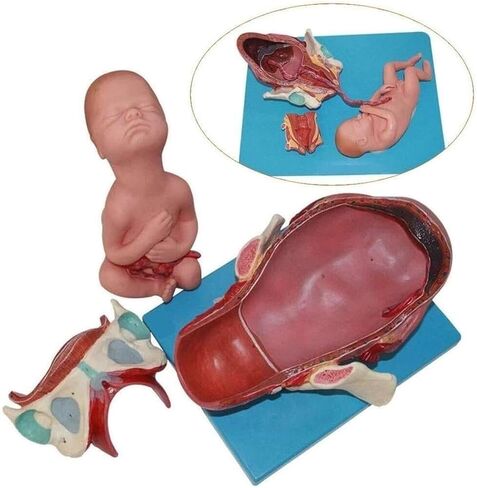 Delivery Demonstration Model Full-Term Human Anatomy Science for Learning, Display and Teaching Medicine in Kuwait