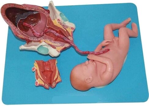 Delivery Demonstration Model Full-Term Human Anatomy Science for Learning, Display and Teaching Medicine in Kuwait