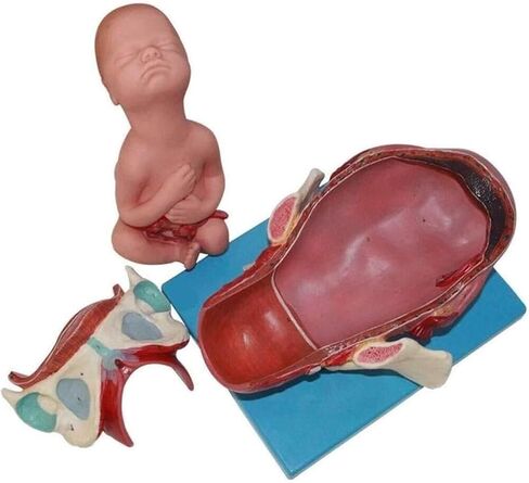 Delivery Demonstration Model Full-Term Human Anatomy Science for Learning, Display and Teaching Medicine in Kuwait