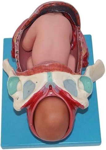 Delivery Demonstration Model Full-Term Human Anatomy Science for Learning, Display and Teaching Medicine in Kuwait