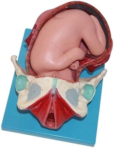 Delivery Demonstration Model Full-Term Human Anatomy Science for Learning, Display and Teaching Medicine in Kuwait