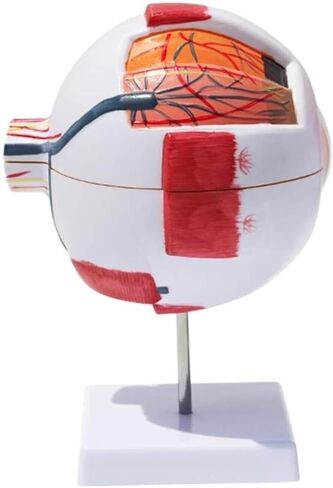 Human Eye Model -6X Magnification, Detachable 7 Components for Medical Analysis and Research Teaching Aids in Kuwait
