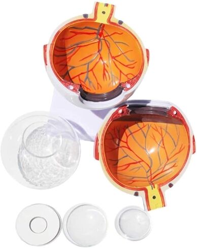 Human Eye Model -6X Magnification, Detachable 7 Components for Medical Analysis and Research Teaching Aids in Kuwait