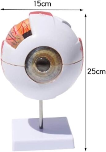 Human Eye Model -6X Magnification, Detachable 7 Components for Medical Analysis and Research Teaching Aids in Kuwait