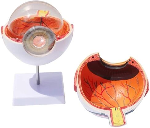 Human Eye Model -6X Magnification, Detachable 7 Components for Medical Analysis and Research Teaching Aids in Kuwait