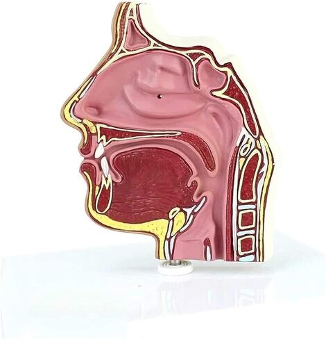 Cavity Anatomy Model Endoscopic Puncture for Science Classroom Learning Display Teaching in Kuwait