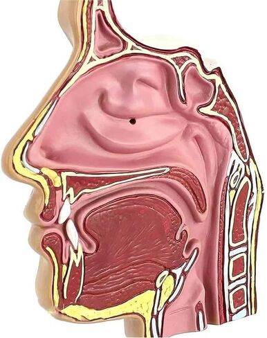 Cavity Anatomy Model Endoscopic Puncture for Science Classroom Learning Display Teaching in Kuwait