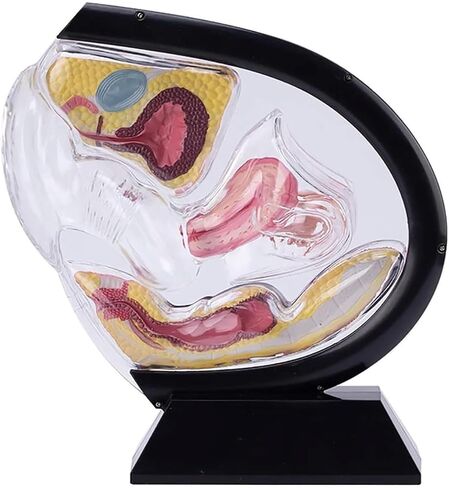 Female Transparent Uterus Anatomical Model, Pelvis Rectum Teaching, for Medical Education and Training in Kuwait