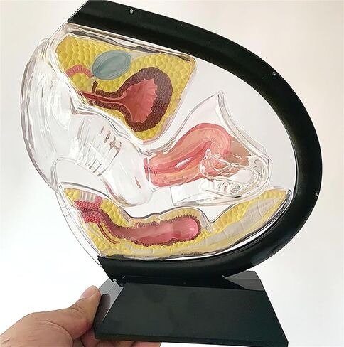 Female Transparent Uterus Anatomical Model, Pelvis Rectum Teaching, for Medical Education and Training in Kuwait