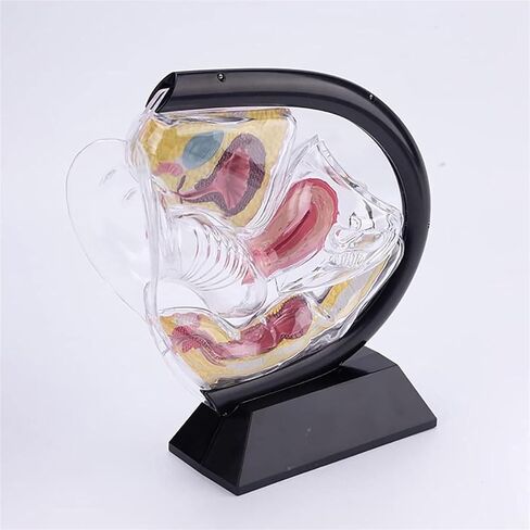 Female Transparent Uterus Anatomical Model, Pelvis Rectum Teaching, for Medical Education and Training in Kuwait