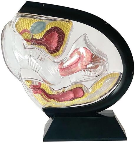 Female Transparent Uterus Anatomical Model, Pelvis Rectum Teaching, for Medical Education and Training in Kuwait