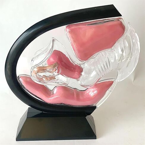 Female Transparent Uterus Anatomical Model, Pelvis Rectum Teaching, for Medical Education and Training in Kuwait
