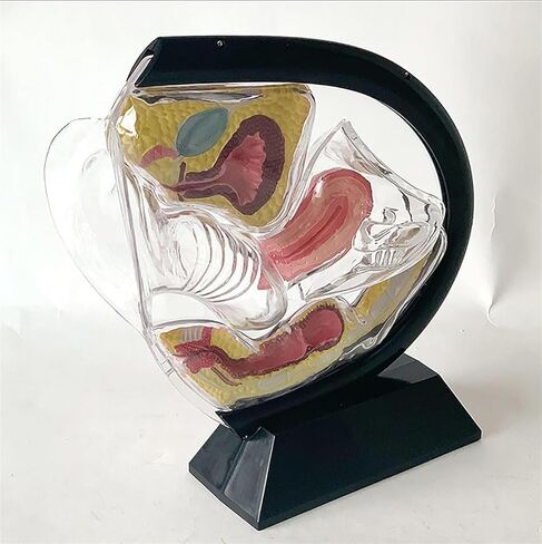 Female Transparent Uterus Anatomical Model, Pelvis Rectum Teaching, for Medical Education and Training in Kuwait