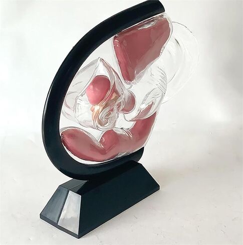 Female Transparent Uterus Anatomical Model, Pelvis Rectum Teaching, for Medical Education and Training in Kuwait