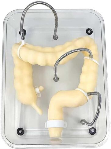 Soft Virtual Colonoscopy Training Model, Medical Colon, Suitable for Nursing in Kuwait