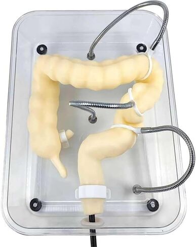 Soft Virtual Colonoscopy Training Model, Medical Colon, Suitable for Nursing in Kuwait