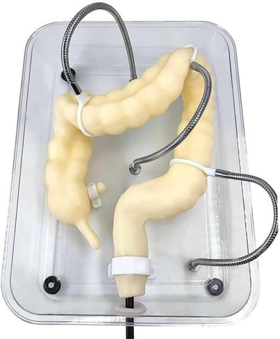 Soft Virtual Colonoscopy Training Model, Medical Colon, Suitable for Nursing in Kuwait