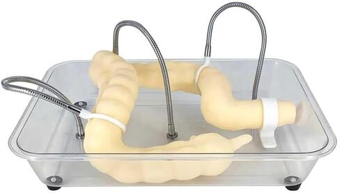 Soft Virtual Colonoscopy Training Model, Medical Colon, Suitable for Nursing in Kuwait
