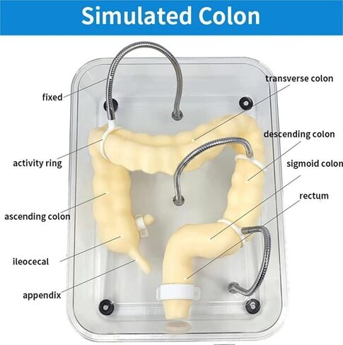 Soft Virtual Colonoscopy Training Model, Medical Colon, Suitable for Nursing in Kuwait