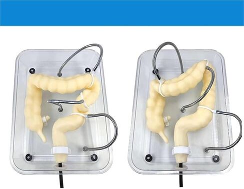 Soft Virtual Colonoscopy Training Model, Medical Colon, Suitable for Nursing in Kuwait
