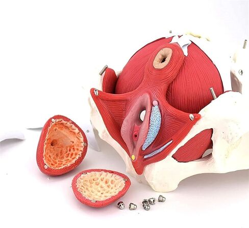 Female Abdominal Anatomy Model with Muscle Organs-Female Pelvis-Pelvic Model-Skeletal Pelvis in Kuwait