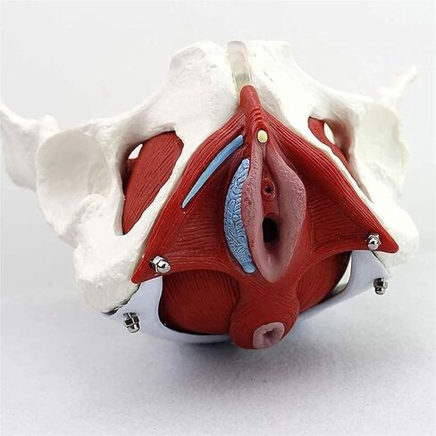 Female Abdominal Anatomy Model with Muscle Organs-Female Pelvis-Pelvic Model-Skeletal Pelvis in Kuwait
